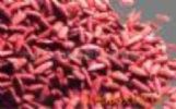 Red Yeast Rice P.E